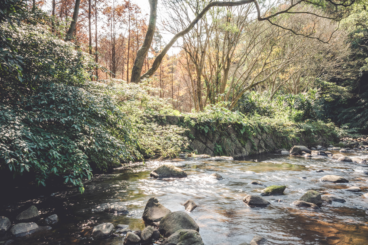 《台北士林》陽明山永公路500巷 陽明山冬季限定落羽松秘境、美得像走進明信片風景