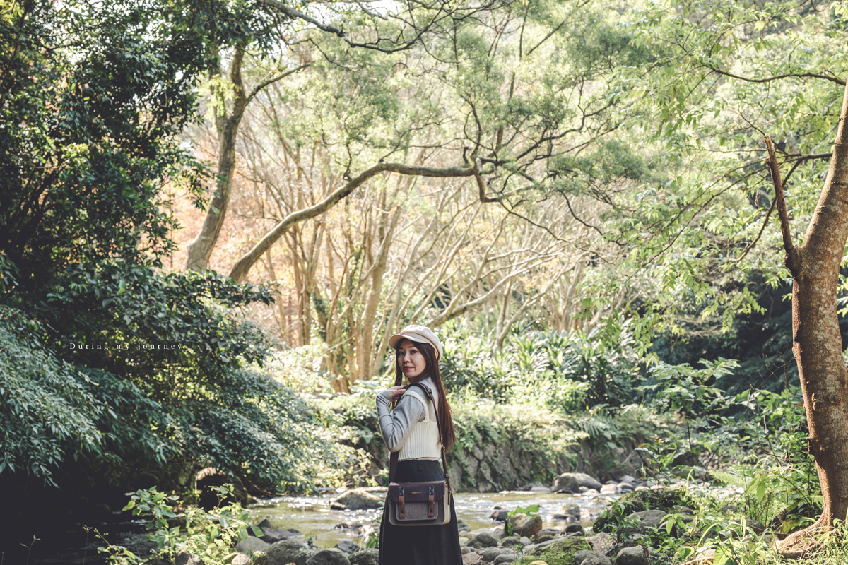 《台北士林》陽明山永公路500巷 陽明山冬季限定落羽松秘境、美得像走進明信片風景