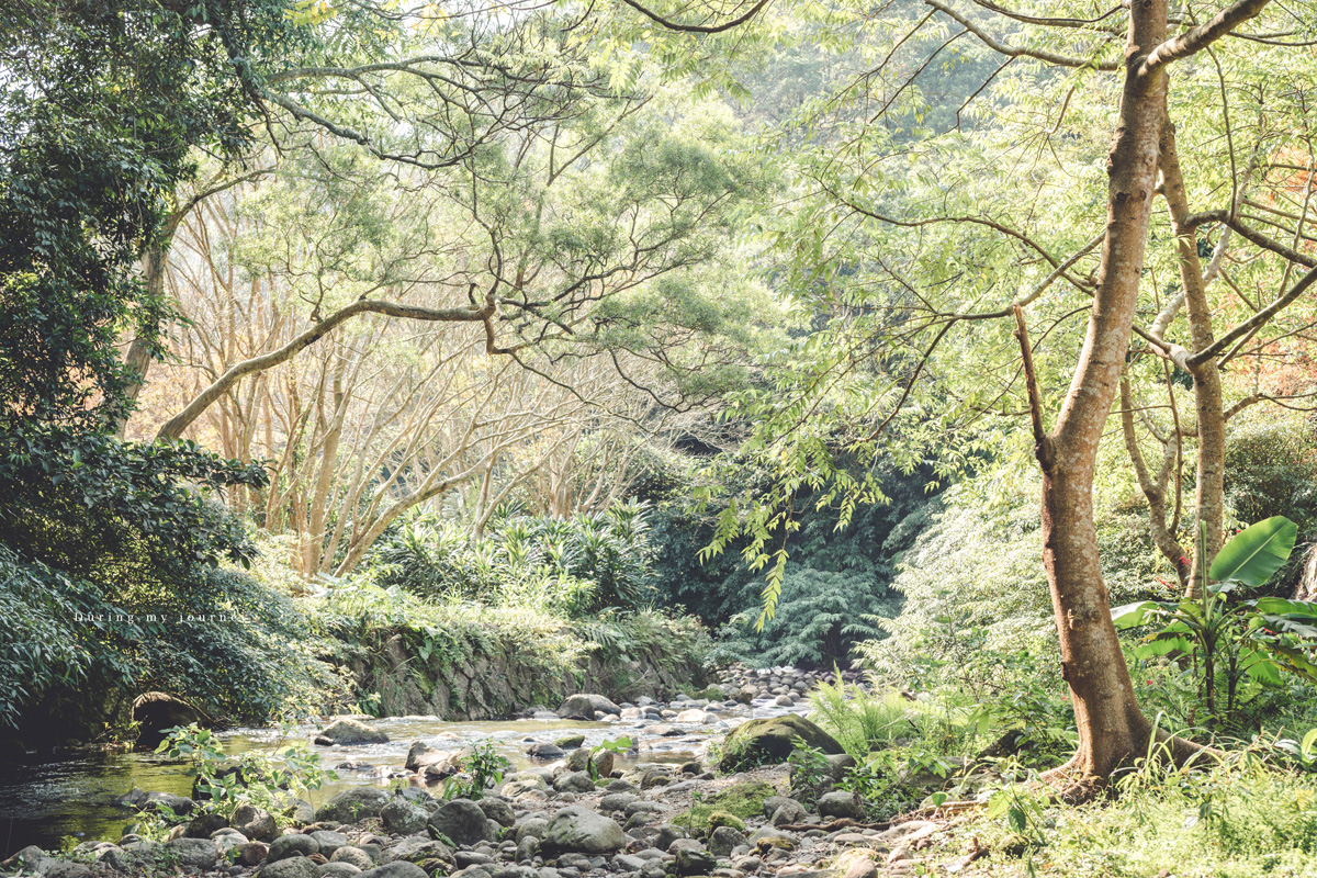 《台北士林》陽明山永公路500巷 陽明山冬季限定落羽松秘境、美得像走進明信片風景