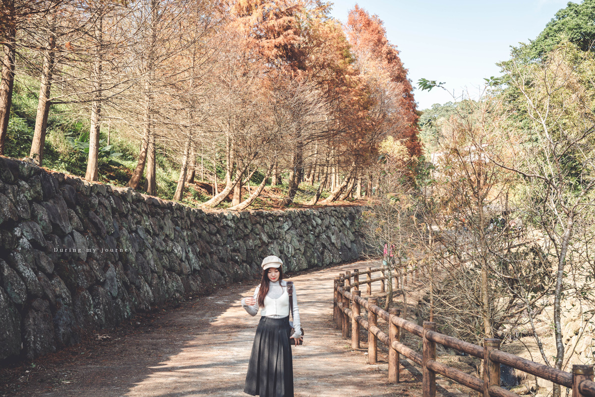 《台北士林》陽明山永公路500巷 陽明山冬季限定落羽松秘境、美得像走進明信片風景