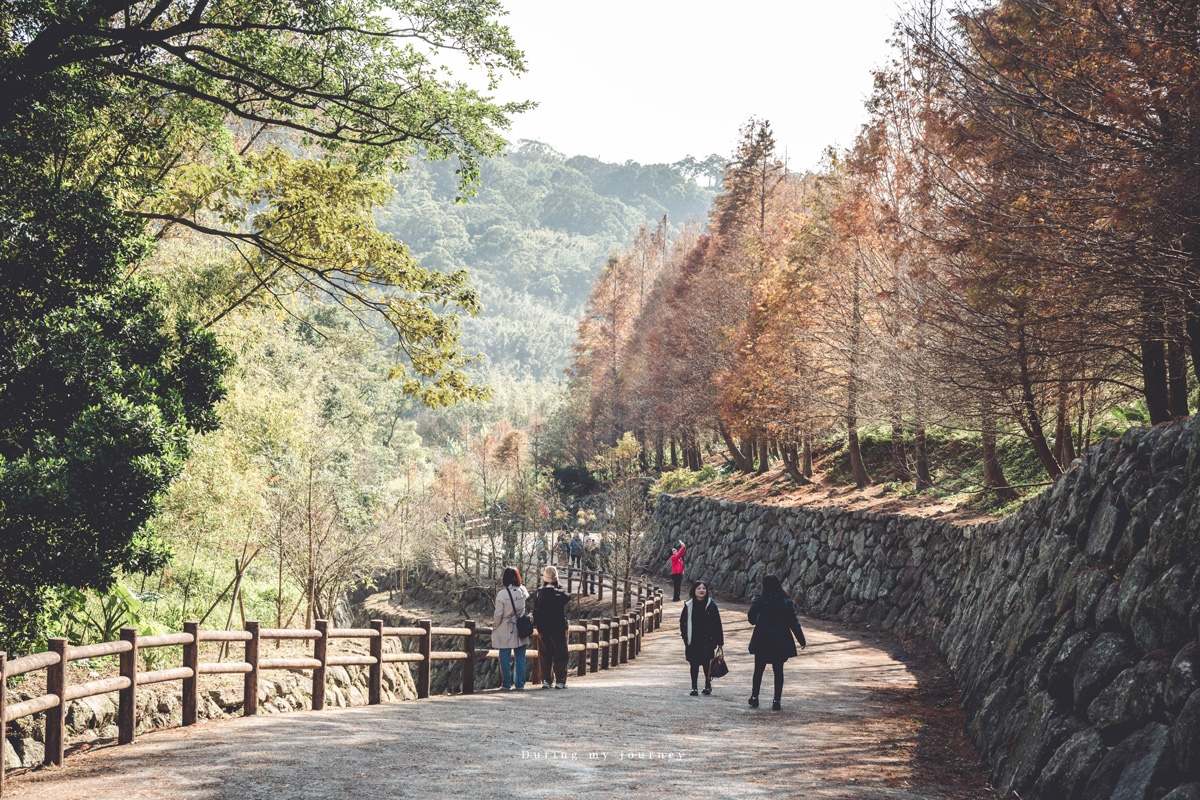 《台北士林》陽明山永公路500巷 陽明山冬季限定落羽松秘境、美得像走進明信片風景