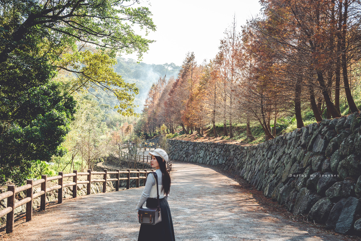《台北士林》陽明山永公路500巷 陽明山冬季限定落羽松秘境、美得像走進明信片風景