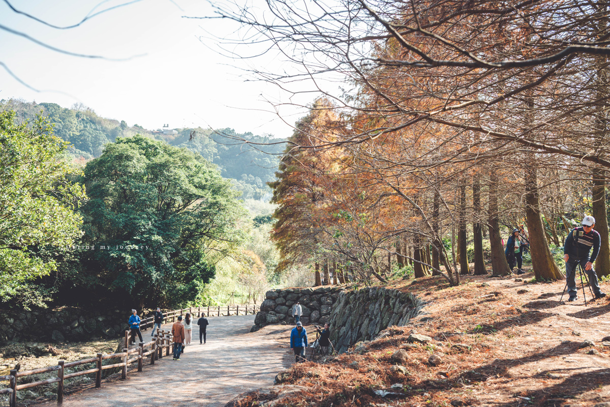 《台北士林》陽明山永公路500巷 陽明山冬季限定落羽松秘境、美得像走進明信片風景