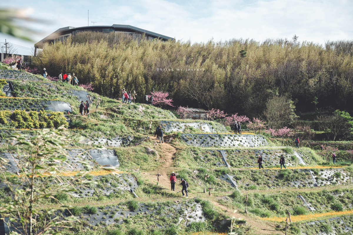 《台北士林》陽明山平菁街42巷 走進初春最浪漫的粉色山景、陽明山必訪櫻花景點｜附交通停車資訊