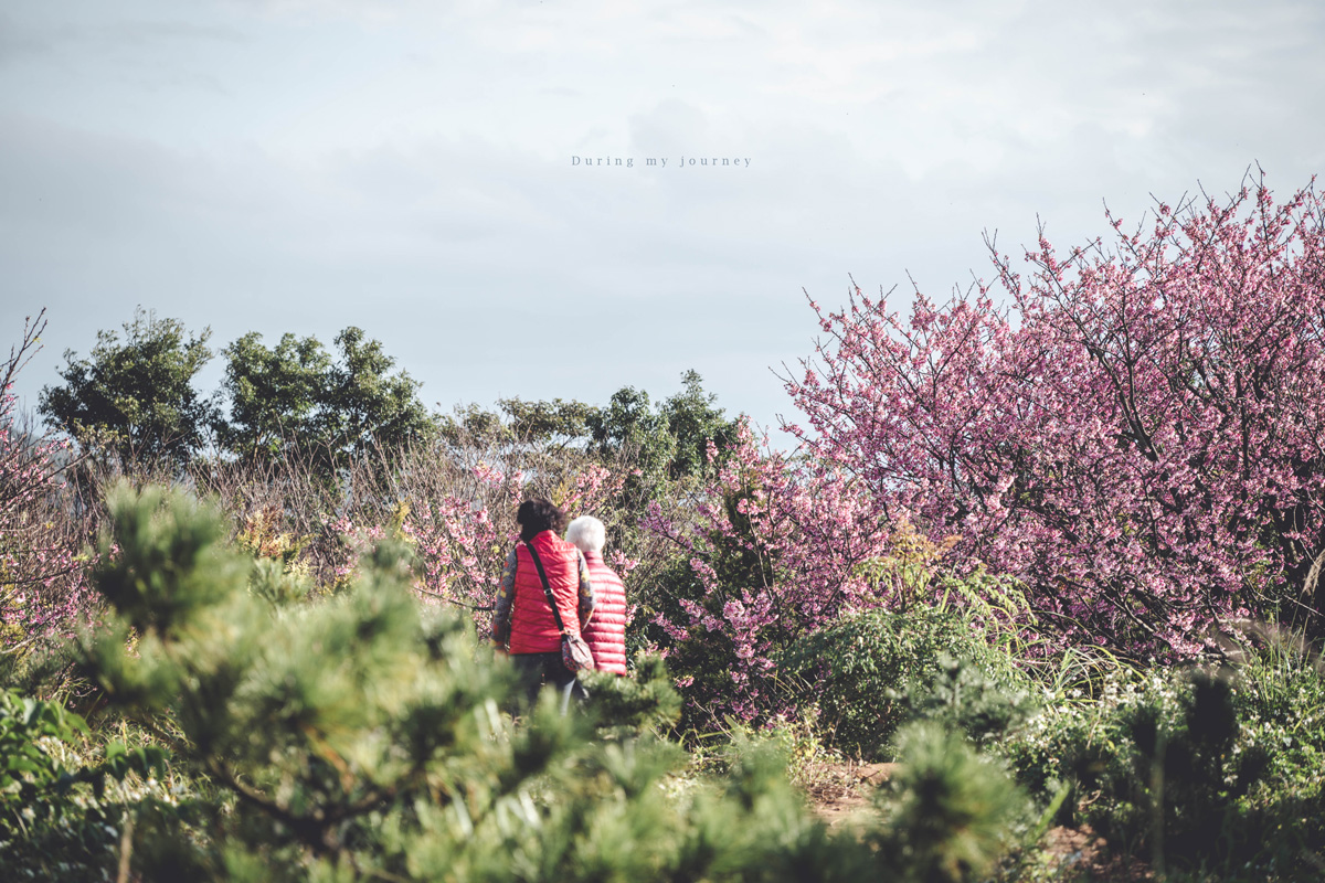 《台北士林》陽明山平菁街42巷 走進初春最浪漫的粉色山景、陽明山必訪櫻花景點｜附交通停車資訊