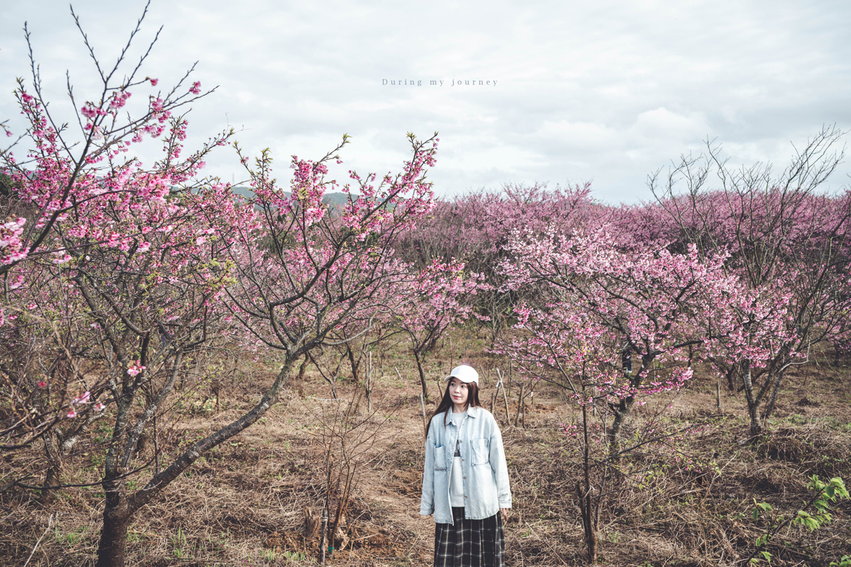 《台北士林》陽明山平菁街42巷 走進初春最浪漫的粉色山景、陽明山必訪櫻花景點｜附交通停車資訊