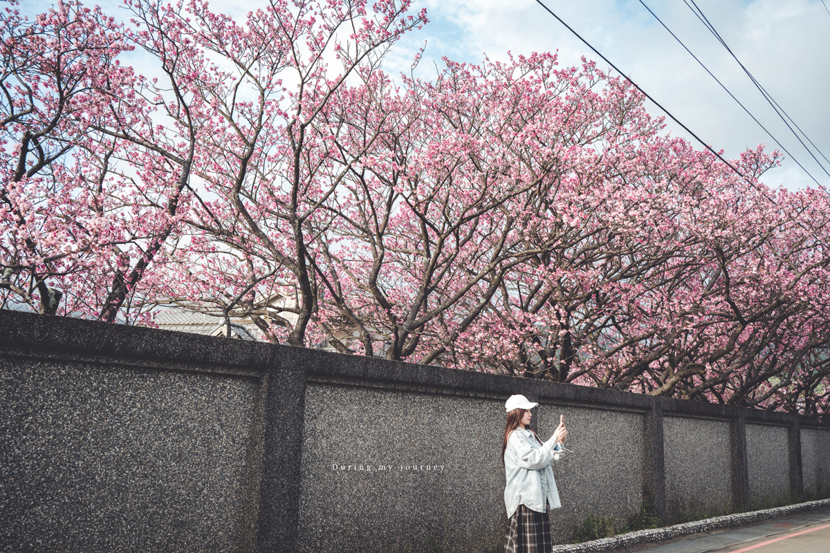 《台北士林》陽明山平菁街42巷 走進初春最浪漫的粉色山景、陽明山必訪櫻花景點｜附交通停車資訊