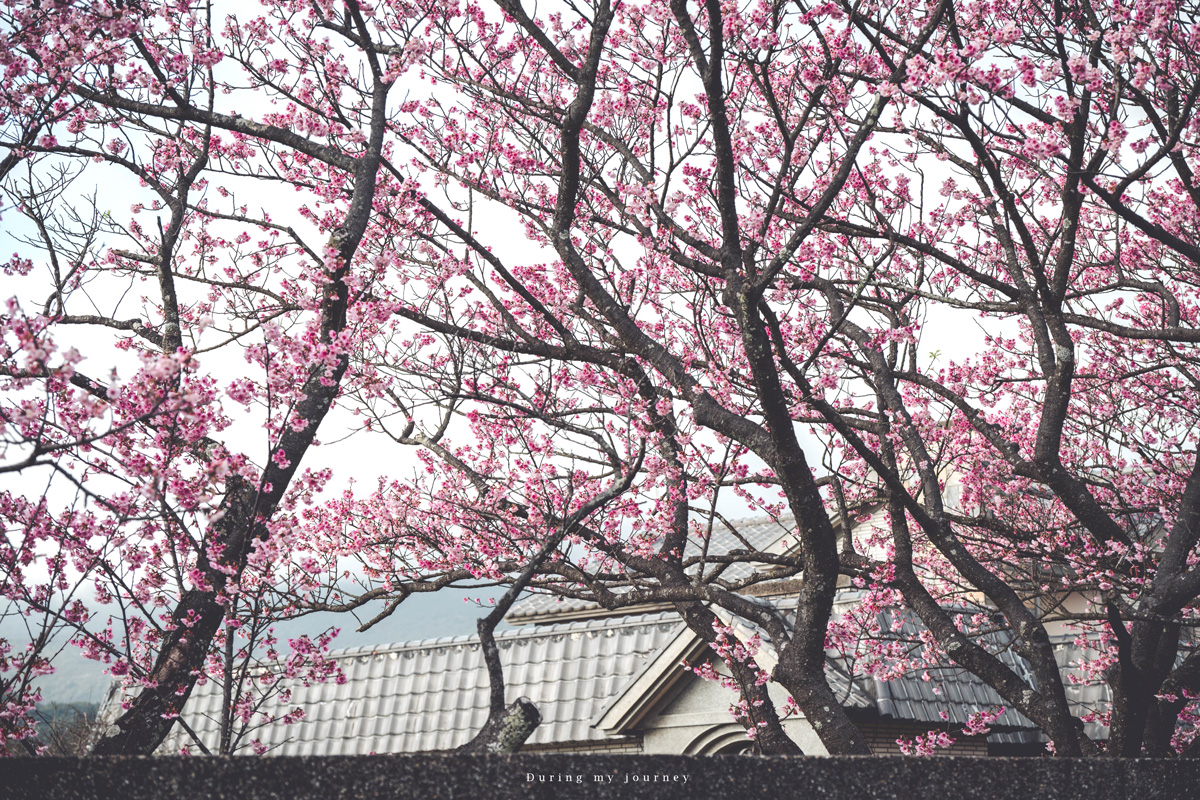 《台北士林》陽明山平菁街42巷 走進初春最浪漫的粉色山景、陽明山必訪櫻花景點｜附交通停車資訊