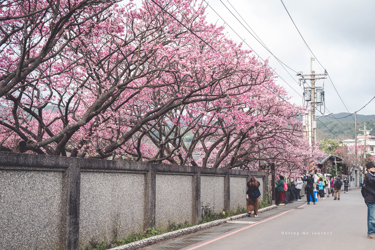《台北士林》陽明山平菁街42巷 走進初春最浪漫的粉色山景、陽明山必訪櫻花景點｜附交通停車資訊