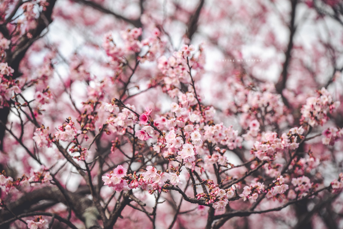 《台北士林》陽明山平菁街42巷 走進初春最浪漫的粉色山景、陽明山必訪櫻花景點｜附交通停車資訊