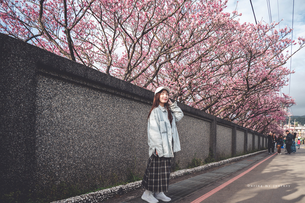 《台北士林》陽明山平菁街42巷 走進初春最浪漫的粉色山景、陽明山必訪櫻花景點｜附交通停車資訊