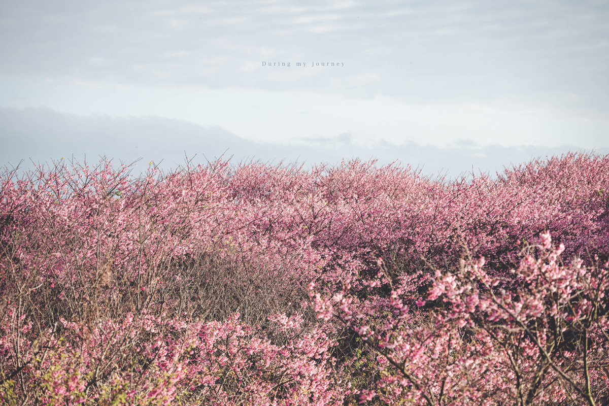 《台北士林》陽明山平菁街42巷 走進初春最浪漫的粉色山景、陽明山必訪櫻花景點｜附交通停車資訊
