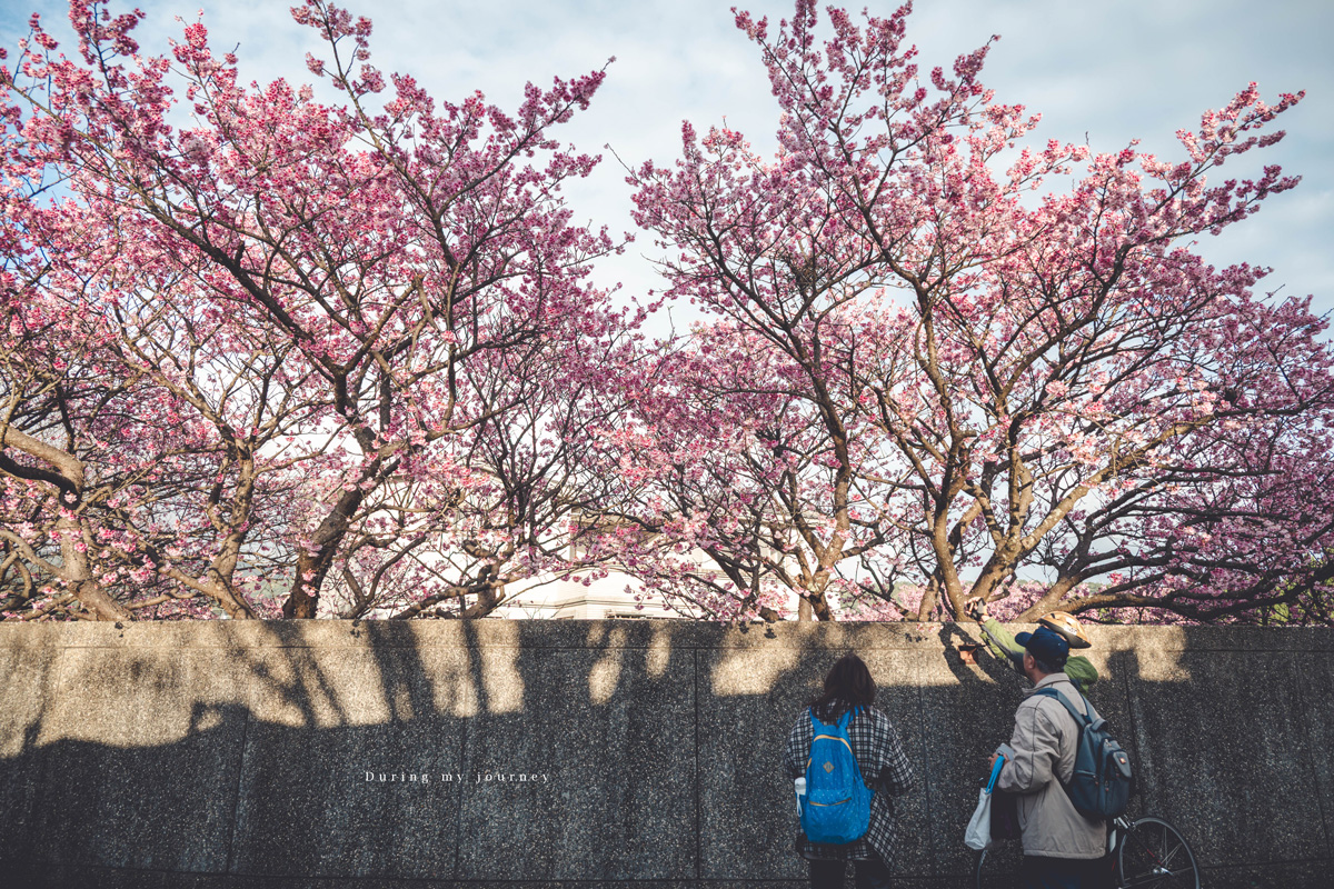 《台北士林》陽明山平菁街42巷 走進初春最浪漫的粉色山景、陽明山必訪櫻花景點｜附交通停車資訊