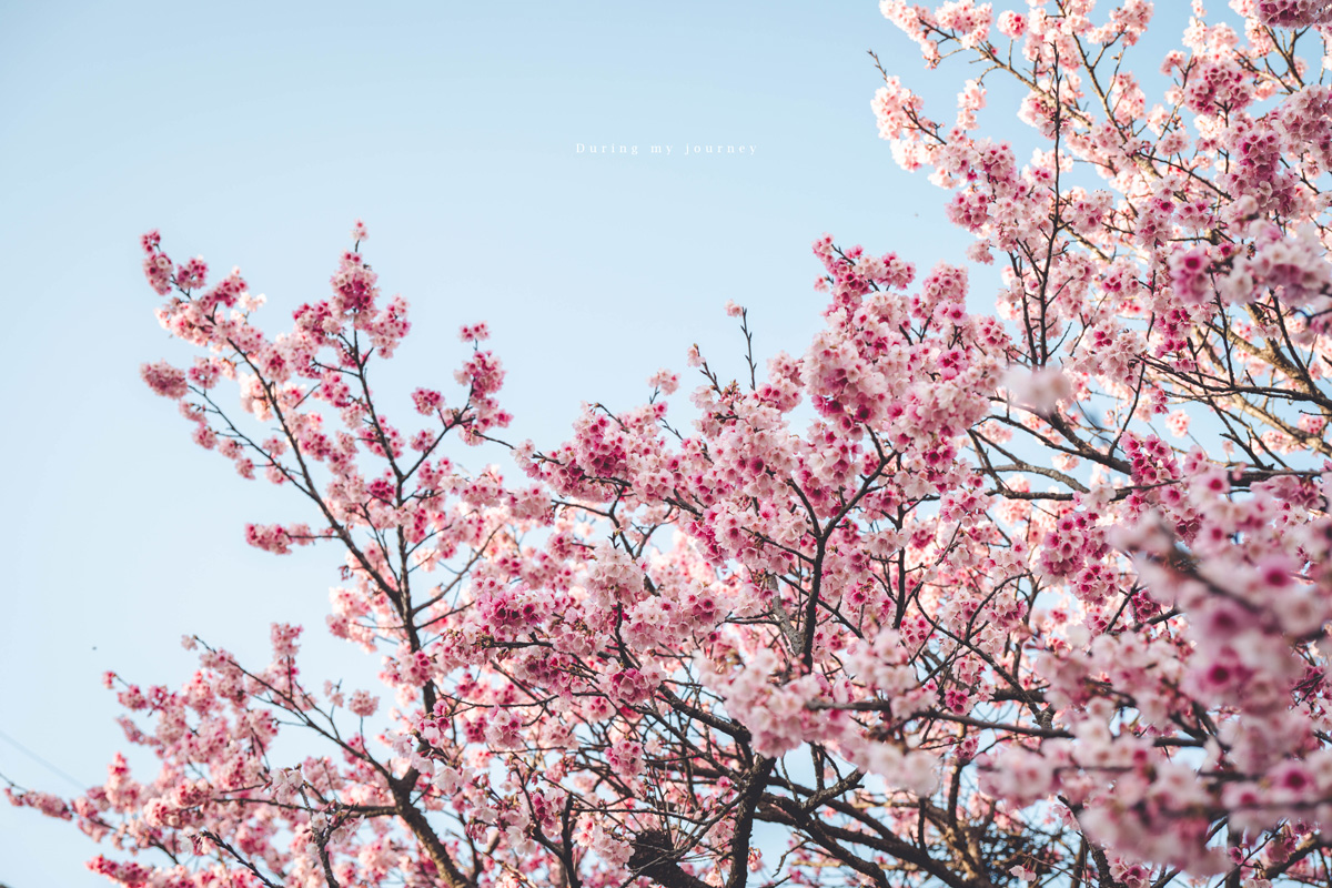 《台北士林》陽明山平菁街42巷 走進初春最浪漫的粉色山景、陽明山必訪櫻花景點｜附交通停車資訊