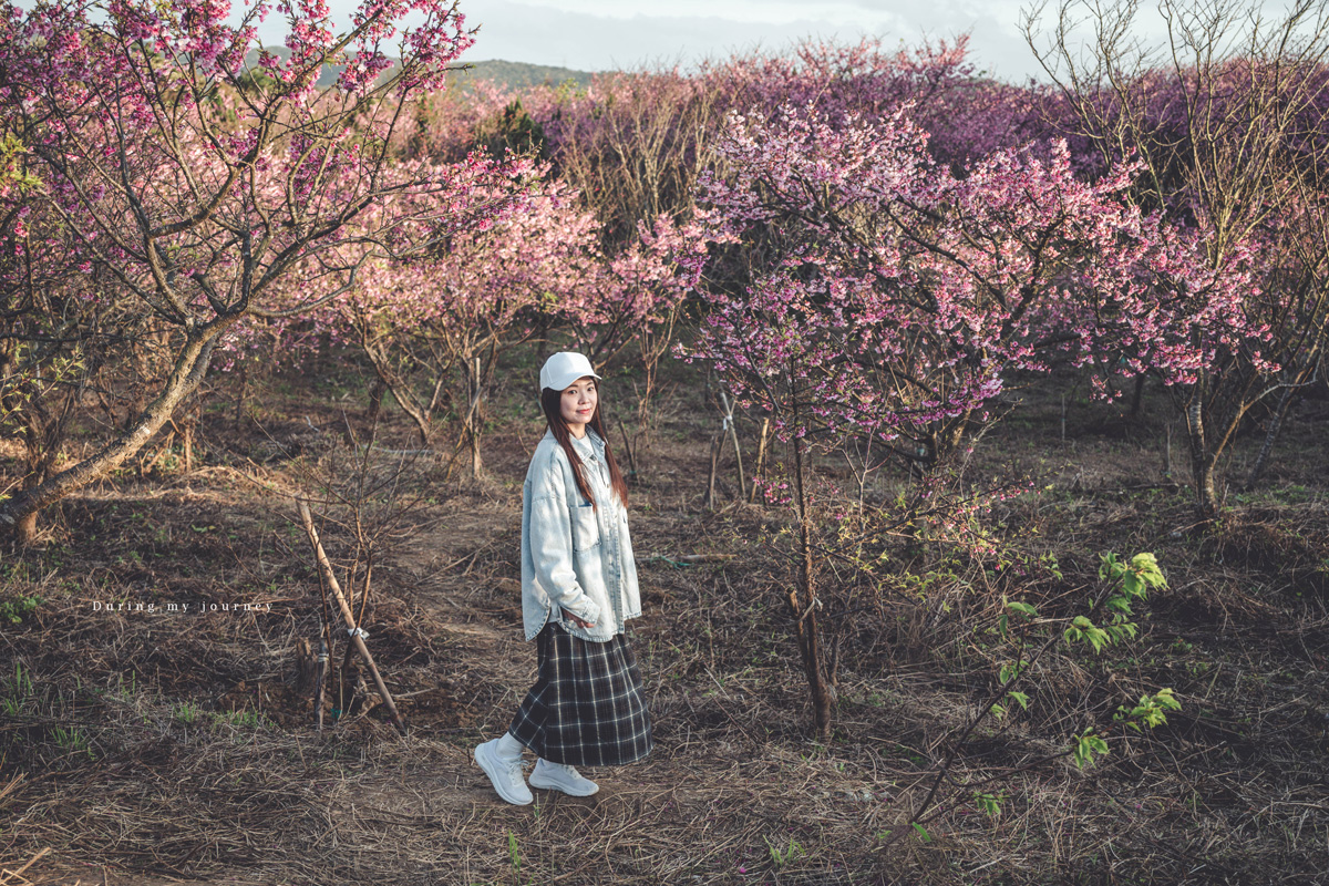 《台北士林》陽明山平菁街42巷 走進初春最浪漫的粉色山景、陽明山必訪櫻花景點｜附交通停車資訊