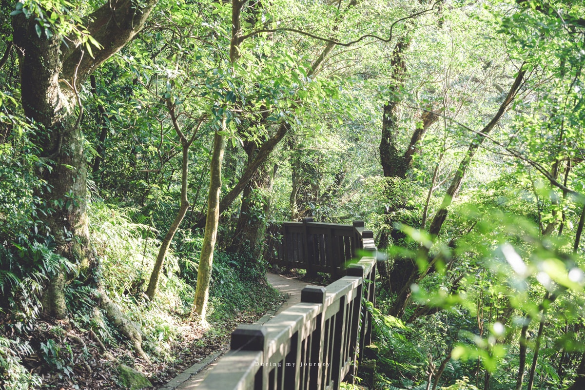 《新北三芝》二子坪步道 陽明山最舒服療癒的森林浴步道、20分鐘走進一片山谷桃花源