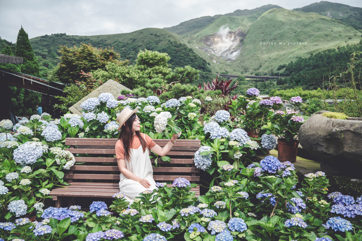 《台北北投》大賞園 2026陽明山繡球花季登場！小油坑山景下的花海美得像異國明信片