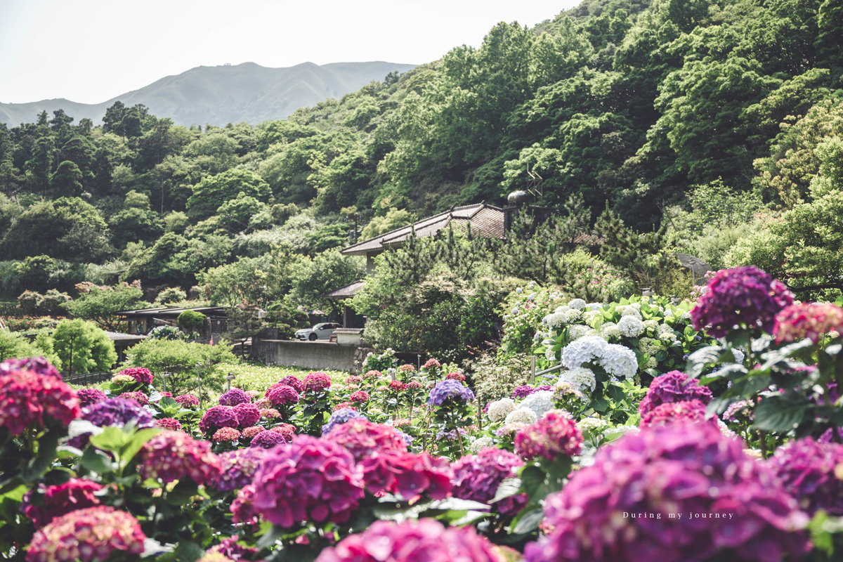 《台北北投》大賞園 2026陽明山繡球花季登場！小油坑山景下的花海美得像異國明信片