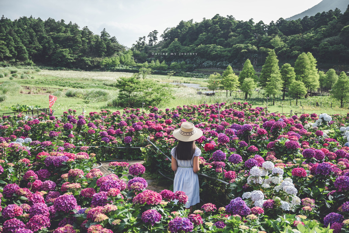 《台北北投》大賞園 2026陽明山繡球花季登場！小油坑山景下的花海美得像異國明信片
