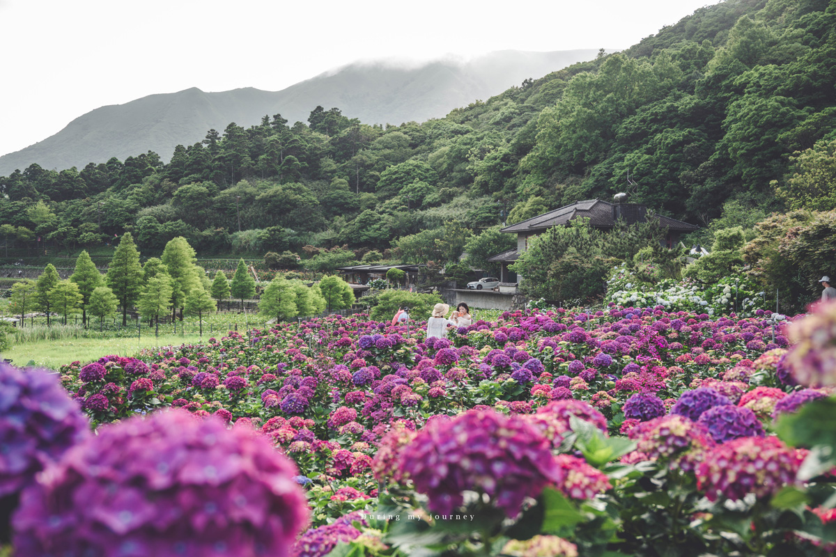 《台北北投》大賞園 2026陽明山繡球花季登場！小油坑山景下的花海美得像異國明信片