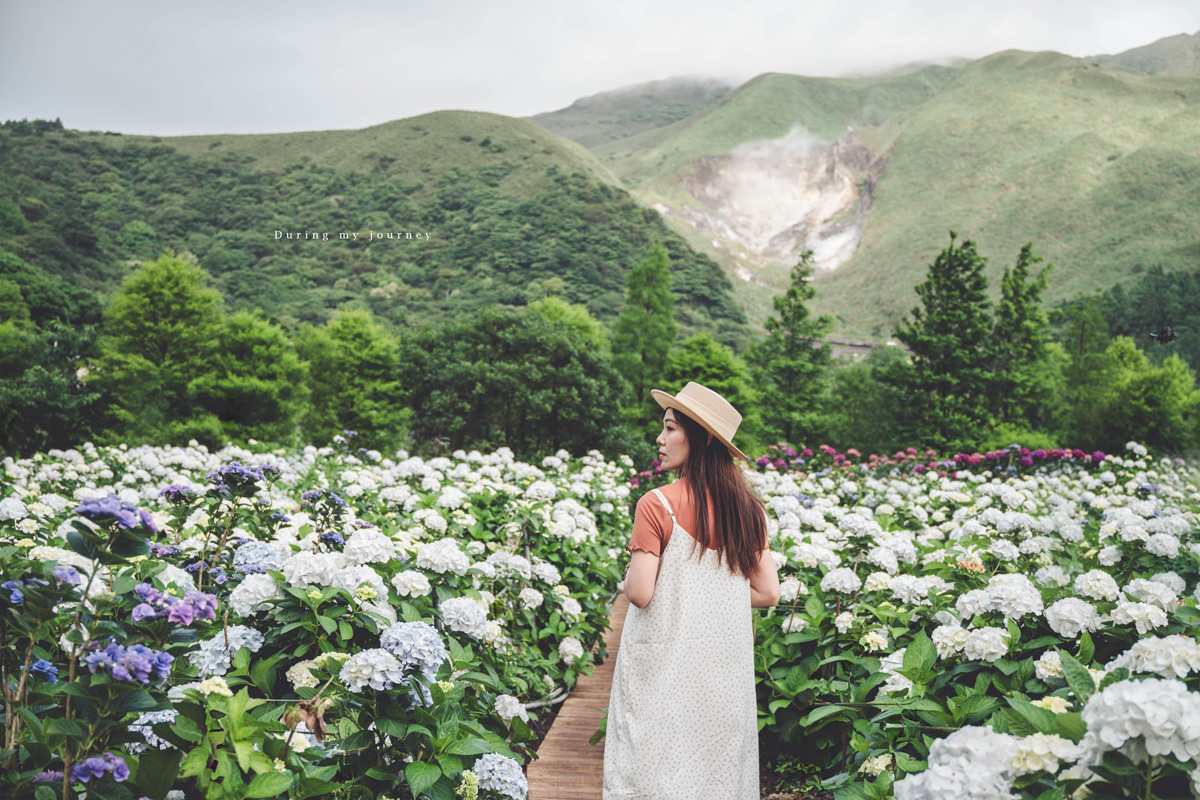 《台北北投》大賞園 2026陽明山繡球花季登場！小油坑山景下的花海美得像異國明信片