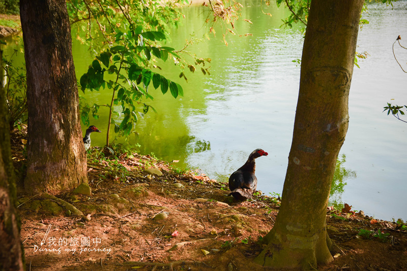 《桃園八德》八德埤塘自然生態公園 漫步在碧綠色的清幽湖畔、私房景點 @我的旅圖中 during my journey