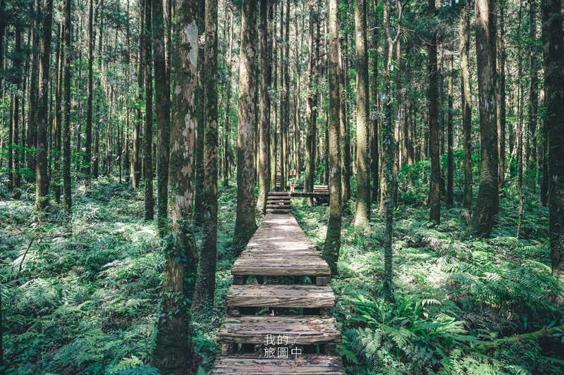 《宜蘭大同》明池國家森林遊樂區 穿梭在童話森林與湖泊仙境裡、宜蘭City Tour自然之旅 @我的旅圖中 during my journey