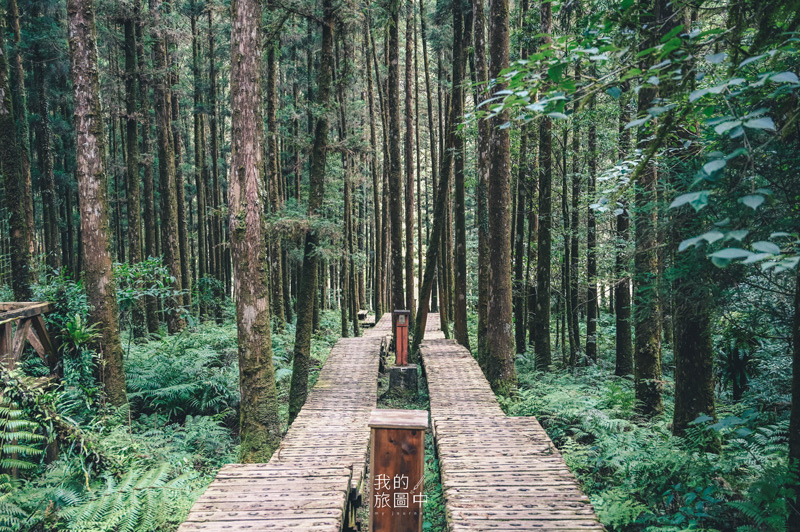 《宜蘭大同》明池國家森林遊樂區 穿梭在童話森林與湖泊仙境裡、宜蘭City Tour自然之旅 @我的旅圖中 during my journey